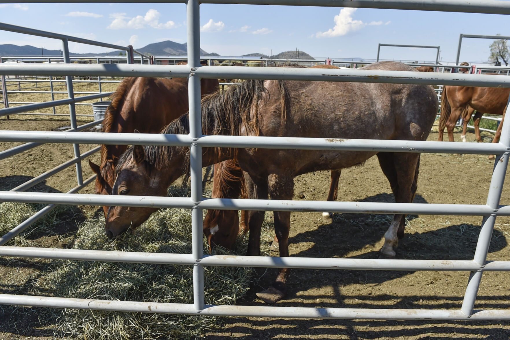 Seized Horses in Helena